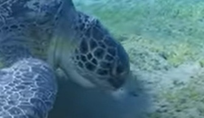 Abu Dabbab Schnorcheln mit Schildkröten